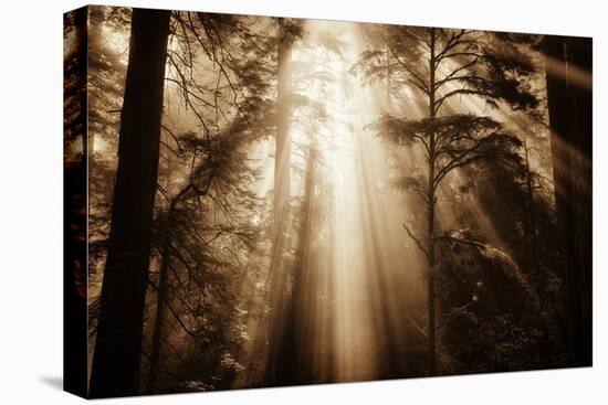 Magic Light in the Forest, California Redwoods, Coastal Trees-Vincent James-Stretched Canvas