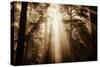 Magic Light in the Forest, California Redwoods, Coastal Trees-Vincent James-Stretched Canvas