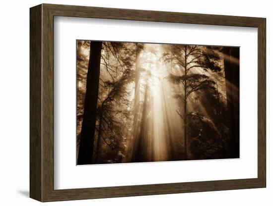 Magic Light in the Forest, California Redwoods, Coastal Trees-Vincent James-Framed Photographic Print