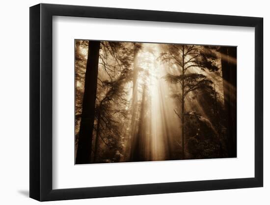Magic Light in the Forest, California Redwoods, Coastal Trees-Vincent James-Framed Photographic Print