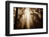 Magic Light in the Forest, California Redwoods, Coastal Trees-Vincent James-Framed Photographic Print