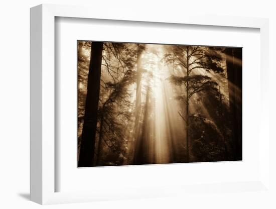 Magic Light in the Forest, California Redwoods, Coastal Trees-Vincent James-Framed Photographic Print