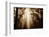 Magic Light in the Forest, California Redwoods, Coastal Trees-Vincent James-Framed Photographic Print