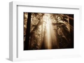 Magic Light in the Forest, California Redwoods, Coastal Trees-Vincent James-Framed Photographic Print