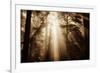 Magic Light in the Forest, California Redwoods, Coastal Trees-Vincent James-Framed Photographic Print