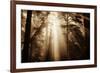 Magic Light in the Forest, California Redwoods, Coastal Trees-Vincent James-Framed Photographic Print