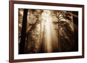 Magic Light in the Forest, California Redwoods, Coastal Trees-Vincent James-Framed Photographic Print