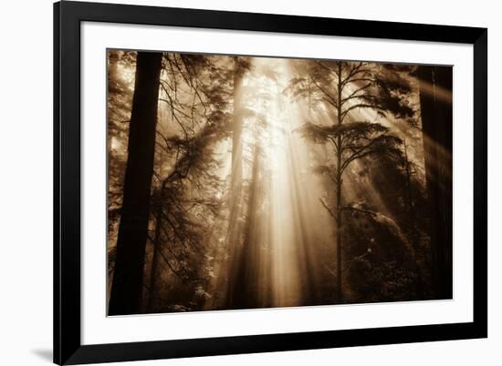 Magic Light in the Forest, California Redwoods, Coastal Trees-Vincent James-Framed Photographic Print