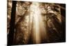 Magic Light in the Forest, California Redwoods, Coastal Trees-Vincent James-Mounted Photographic Print