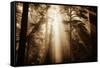 Magic Light in the Forest, California Redwoods, Coastal Trees-Vincent James-Framed Stretched Canvas