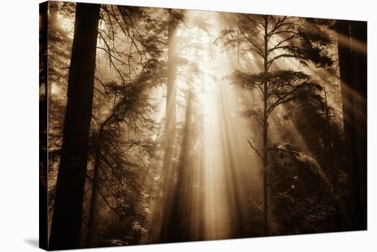 Magic Light in the Forest, California Redwoods, Coastal Trees-Vincent James-Stretched Canvas