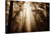 Magic Light in the Forest, California Redwoods, Coastal Trees-Vincent James-Stretched Canvas