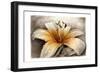 Magic Lily-Art and a Little Magic-Framed Giclee Print