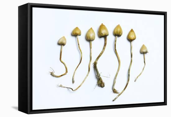 Magic Mushrooms (Psilocybe Semilanceata)-Cordelia Molloy-Framed Stretched Canvas