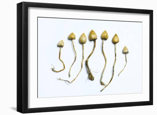 Magic Mushrooms (Psilocybe Semilanceata)-Cordelia Molloy-Framed Premium Photographic Print