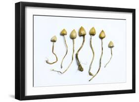 Magic Mushrooms (Psilocybe Semilanceata)-Cordelia Molloy-Framed Premium Photographic Print