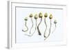 Magic Mushrooms (Psilocybe Semilanceata)-Cordelia Molloy-Framed Premium Photographic Print