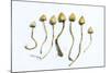 Magic Mushrooms (Psilocybe Semilanceata)-Cordelia Molloy-Mounted Premium Photographic Print