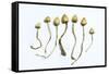 Magic Mushrooms (Psilocybe Semilanceata)-Cordelia Molloy-Framed Stretched Canvas
