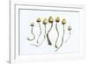 Magic Mushrooms (Psilocybe Semilanceata)-Cordelia Molloy-Framed Photographic Print