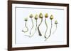 Magic Mushrooms (Psilocybe Semilanceata)-Cordelia Molloy-Framed Photographic Print