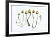 Magic Mushrooms (Psilocybe Semilanceata)-Cordelia Molloy-Framed Photographic Print