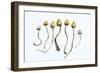 Magic Mushrooms (Psilocybe Semilanceata)-Cordelia Molloy-Framed Photographic Print