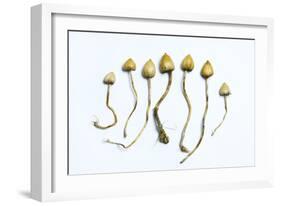 Magic Mushrooms (Psilocybe Semilanceata)-Cordelia Molloy-Framed Photographic Print