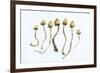 Magic Mushrooms (Psilocybe Semilanceata)-Cordelia Molloy-Framed Photographic Print