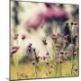 Magic of Pink-Incredi-Mounted Photographic Print