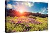 Magic Pink Rhododendron Flowers. Dramatic Scenery. Carpathian, Ukraine, Europe. Beauty World. Retro-Leonid Tit-Stretched Canvas