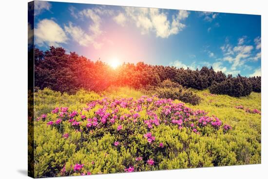 Magic Pink Rhododendron Flowers. Dramatic Scenery. Carpathian, Ukraine, Europe. Beauty World. Retro-Leonid Tit-Stretched Canvas