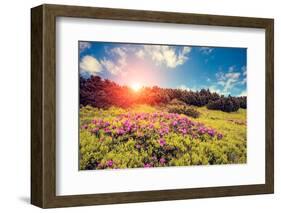 Magic Pink Rhododendron Flowers. Dramatic Scenery. Carpathian, Ukraine, Europe. Beauty World. Retro-Leonid Tit-Framed Photographic Print