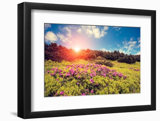 Magic Pink Rhododendron Flowers. Dramatic Scenery. Carpathian, Ukraine, Europe. Beauty World. Retro-Leonid Tit-Framed Photographic Print