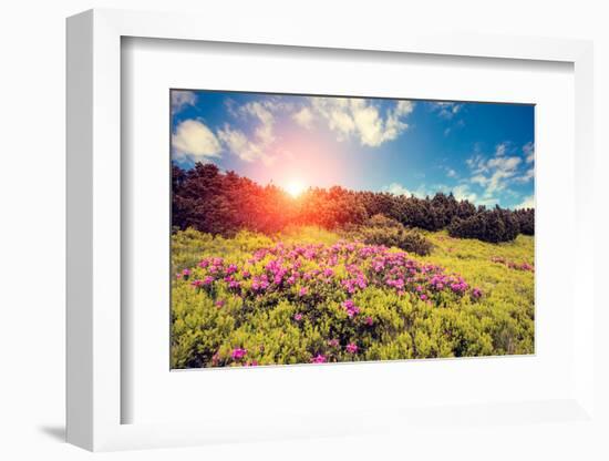 Magic Pink Rhododendron Flowers. Dramatic Scenery. Carpathian, Ukraine, Europe. Beauty World. Retro-Leonid Tit-Framed Photographic Print