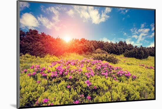 Magic Pink Rhododendron Flowers. Dramatic Scenery. Carpathian, Ukraine, Europe. Beauty World. Retro-Leonid Tit-Mounted Photographic Print