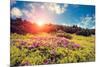 Magic Pink Rhododendron Flowers. Dramatic Scenery. Carpathian, Ukraine, Europe. Beauty World. Retro-Leonid Tit-Mounted Photographic Print