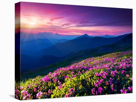 Magic Pink Rhododendron Flowers on Summer Mountain. Dramatic Overcast Sky. Carpathian, Ukraine, Eur-Leonid Tit-Stretched Canvas