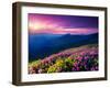 Magic Pink Rhododendron Flowers on Summer Mountain. Dramatic Overcast Sky. Carpathian, Ukraine, Eur-Leonid Tit-Framed Premium Photographic Print