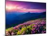 Magic Pink Rhododendron Flowers on Summer Mountain. Dramatic Overcast Sky. Carpathian, Ukraine, Eur-Leonid Tit-Mounted Premium Photographic Print