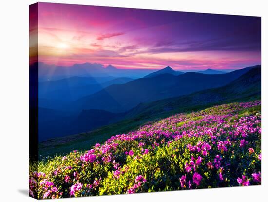 Magic Pink Rhododendron Flowers on Summer Mountain. Dramatic Overcast Sky. Carpathian, Ukraine, Eur-Leonid Tit-Stretched Canvas