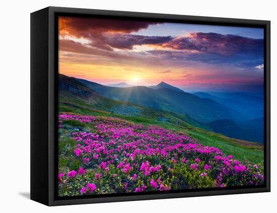 Magic Pink Rhododendron Flowers on Summer Mountain. Dramatic Overcast Sky. Carpathian, Ukraine, Eur-Leonid Tit-Framed Stretched Canvas