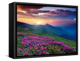 Magic Pink Rhododendron Flowers on Summer Mountain. Dramatic Overcast Sky. Carpathian, Ukraine, Eur-Leonid Tit-Framed Stretched Canvas