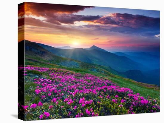 Magic Pink Rhododendron Flowers on Summer Mountain. Dramatic Overcast Sky. Carpathian, Ukraine, Eur-Leonid Tit-Stretched Canvas