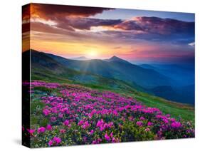 Magic Pink Rhododendron Flowers on Summer Mountain. Dramatic Overcast Sky. Carpathian, Ukraine, Eur-Leonid Tit-Stretched Canvas