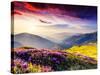 Magic Pink Rhododendron Flowers on Summer Mountain. Dramatic Overcast Sky. Carpathian, Ukraine, Eur-Leonid Tit-Stretched Canvas