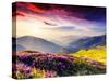 Magic Pink Rhododendron Flowers on Summer Mountain. Dramatic Overcast Sky. Carpathian, Ukraine, Eur-Leonid Tit-Stretched Canvas