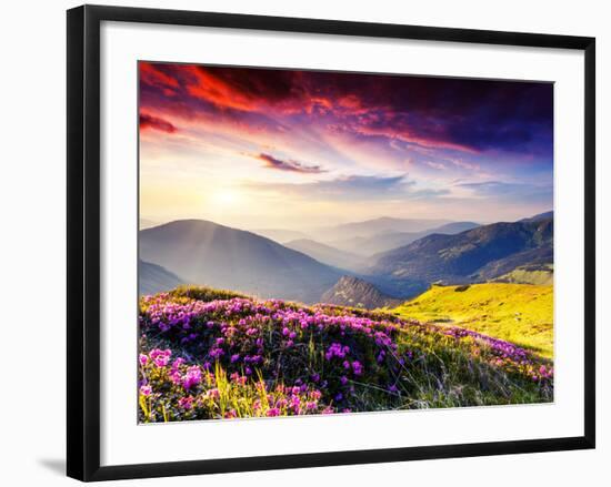 Magic Pink Rhododendron Flowers on Summer Mountain. Dramatic Overcast Sky. Carpathian, Ukraine, Eur-Leonid Tit-Framed Photographic Print