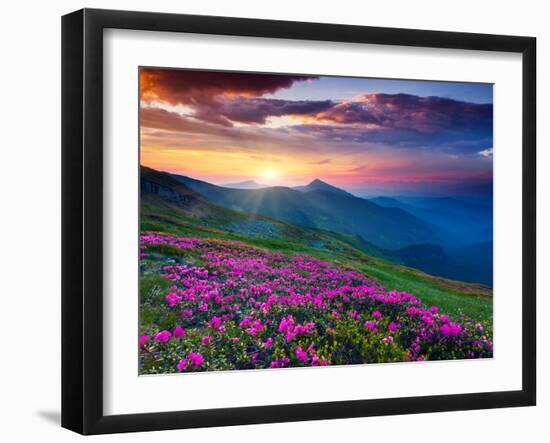 Magic Pink Rhododendron Flowers on Summer Mountain. Dramatic Overcast Sky. Carpathian, Ukraine, Eur-Leonid Tit-Framed Photographic Print