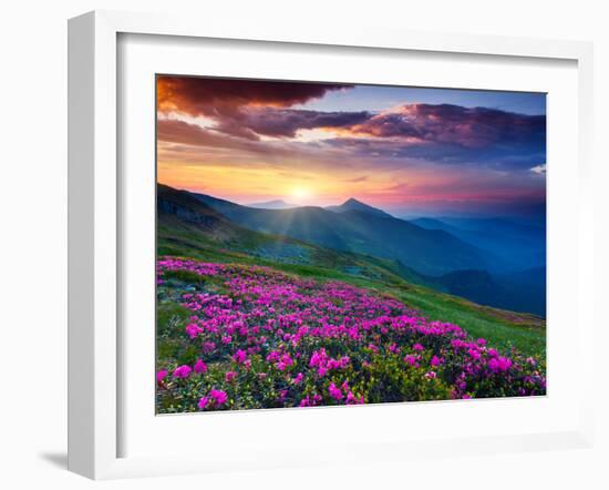 Magic Pink Rhododendron Flowers on Summer Mountain. Dramatic Overcast Sky. Carpathian, Ukraine, Eur-Leonid Tit-Framed Photographic Print